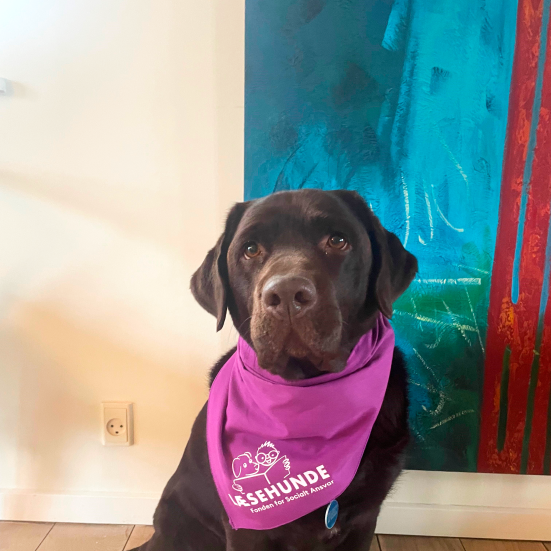 billede af en brund labrador med et lilla tørklæde om halsen hvor der står "Læsehunde" på