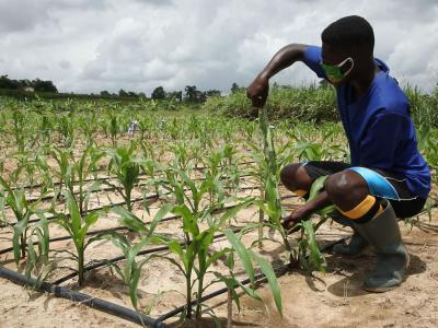 Mand der sidder med mundbind på hug foran planter og vander dem.