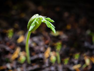Spire der kommer op af jorden mørk baggrund
